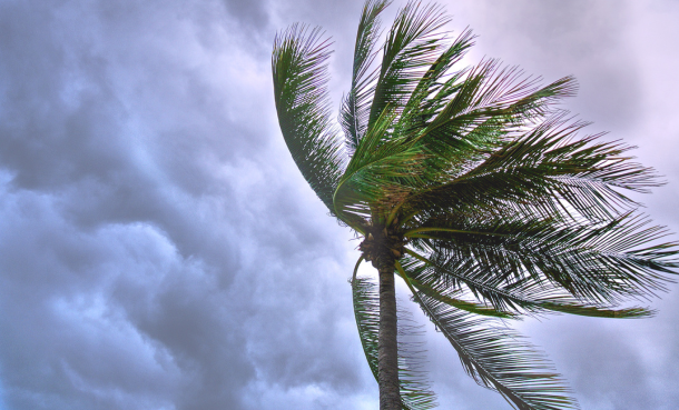 Palm Tree in strong wind against stormy sky